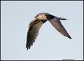 _1SB4909 white-tailed kite